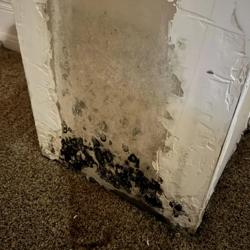 Professional Mold Removal in Plain View, NC